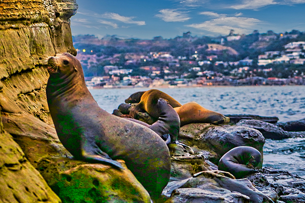 SEAL LIONS  Digital Download