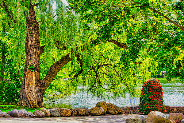 WEEPING WILLOW  Print