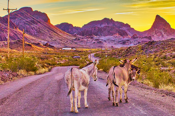 DESERT WIDERNESS Digital Download