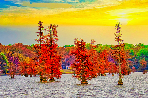 RIVER TREES   Digital Download