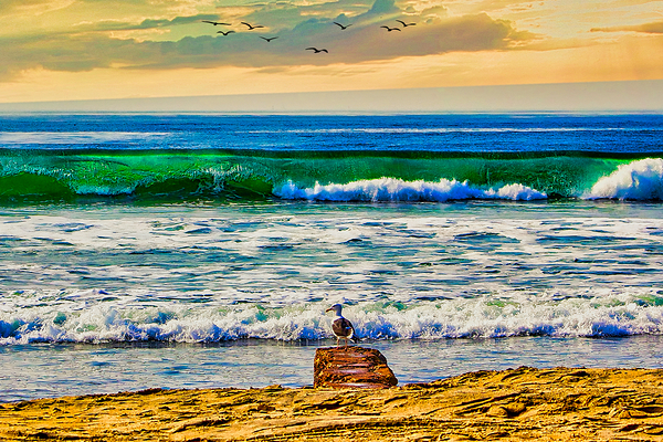 SEABIRD ON ROCK  Print
