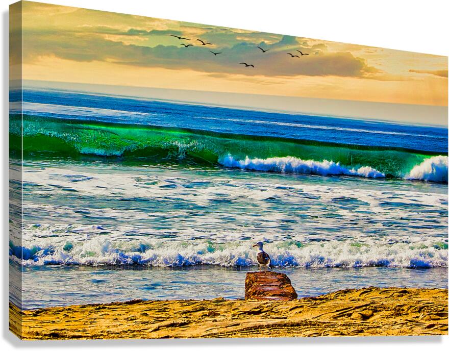 SEABIRD ON ROCK  Canvas Print