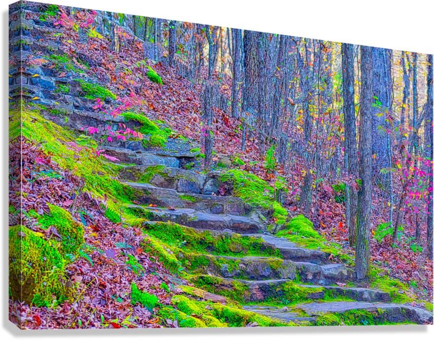 FOREST STAIRCASE  Canvas Print
