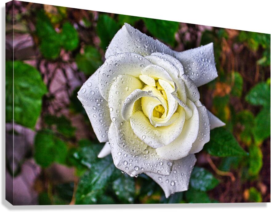 WHITE ROSE   Canvas Print