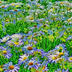 FIELD OF DAISIES 