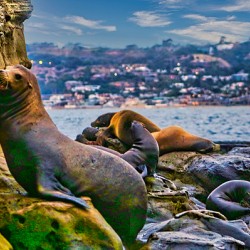 SEAL LIONS 