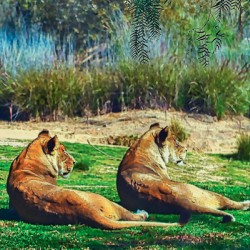 TWO LIONS IN THE GRASS 