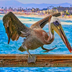 HARBOR PELICAN 