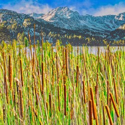 FIELD OF CATTAILS 