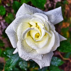 WHITE ROSE  