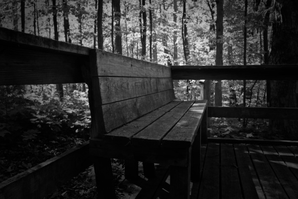 Bench in Woods by Aaron Lehrman