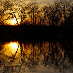 Sunset Between Trees