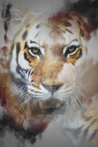 Tigre