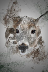 Cerf 