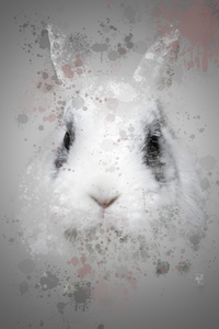 Lapin