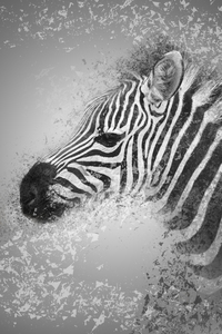 zebre 