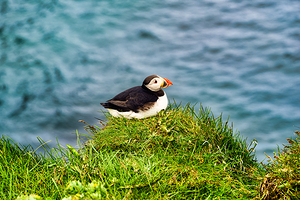 Puffins resting in Borgarfjordur Eystri reserve sanctuary in Ice