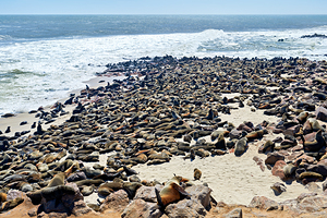 Daytime Cape fur seal colony at Namibias Skeleton Coast