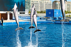Dolphins performing jumps at Oceanografic in Valencia Spain