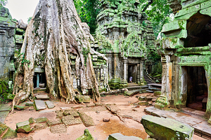 Ancient temple ruins consumed by giant tree roots.