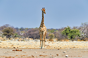 Giraffe stands in the dry landscape of Etosha National Park Nam