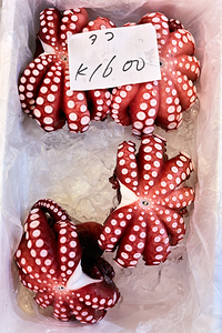 Fresh octopus for sale at Tokyo fish market in Japan