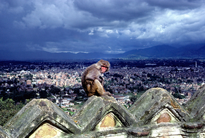 Nepal. Kathmandu. A monkey overlooking the city