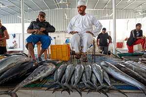 Oman. Muscat. The Fish Market