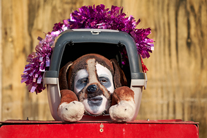 Venice Italy. The Carnival