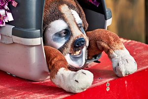 Venice Italy. The Carnival