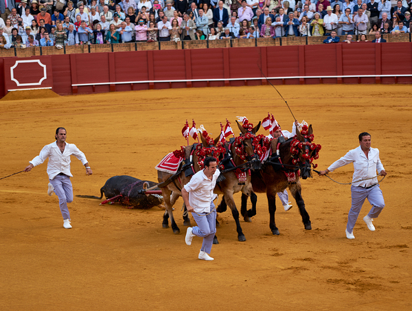 ANDALUSIA SPAIN. Bullfight in Seville Arena Print
