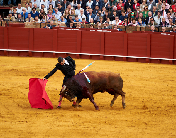 ANDALUSIA SPAIN. Bullfight in Seville Arena Print