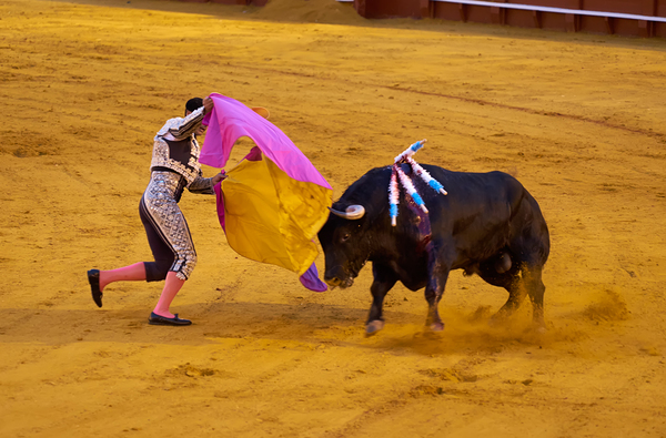 ANDALUSIA SPAIN. Bullfight in Seville Arena Print