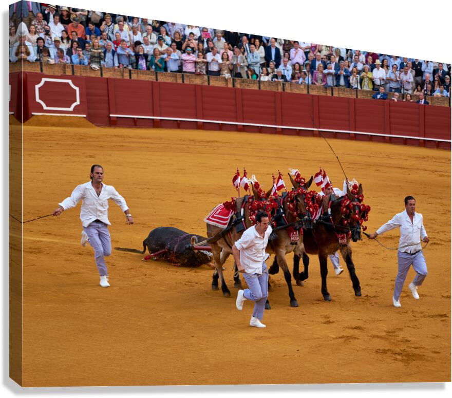 ANDALUSIA SPAIN. Bullfight in Seville Arena Canvas Print