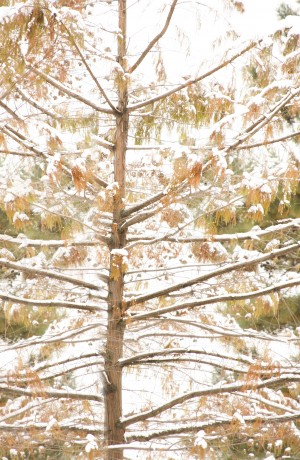 Embracing Winter 
