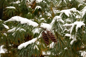 Pinecone in the Snow 