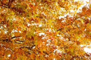 Snow on Golden Leaves 