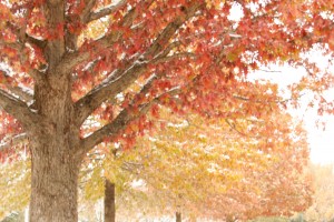 The Whispers of Fall 