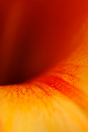 Orange Vortex 
