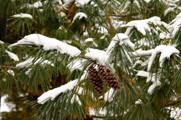 Pinecone in the Snow  by CreationLife Me