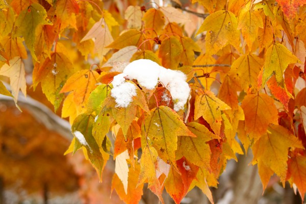 Snow Capped Leaves  Print