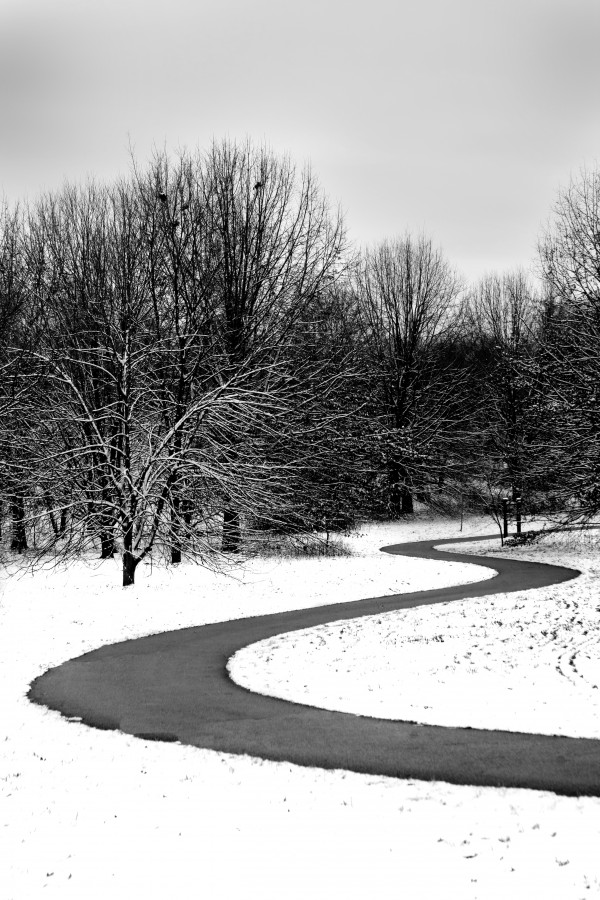 Snowy Walk  Print