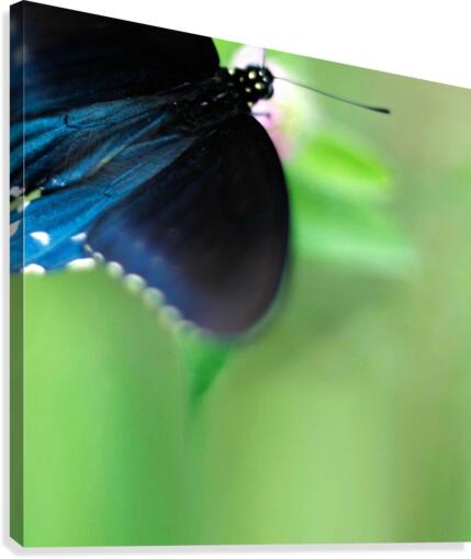 Fly By Canvas Print