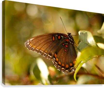 Presence  Canvas Print