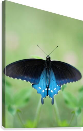 Wings Canvas Print