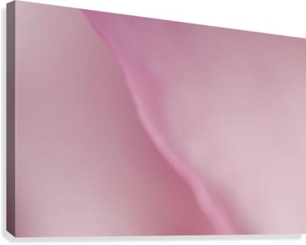 Subtle and Soft Pinks Canvas Print
