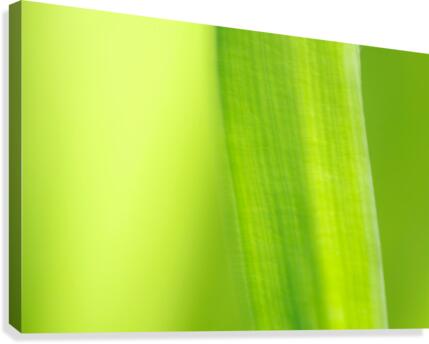 Subtle Greens Canvas Print