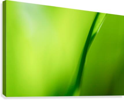 Blade  Canvas Print