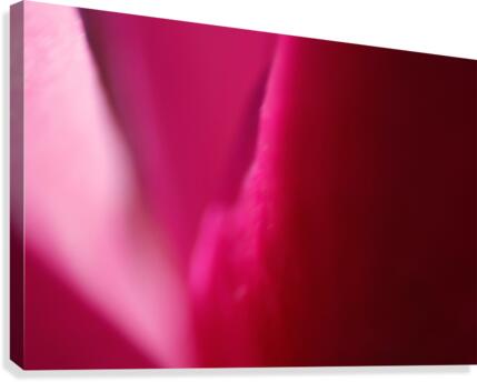 Ombre Pinks Canvas Print