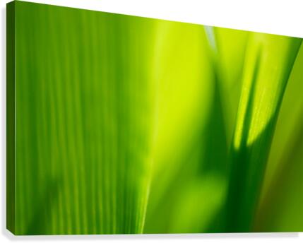 Macro Grass Canvas Print